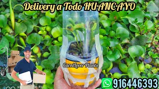 Plantas Carnívoras Delivery en Huancayo #2 - CarniLover Plants Huancayo