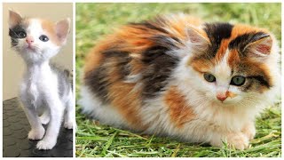 The Dazzling Variety of Calico Cats by CatFancast 2,044 views 2 years ago 1 minute, 35 seconds