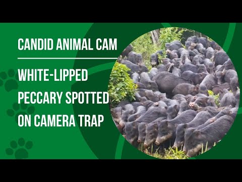 What is a white-lipped peccary? Pigs of the jungle | Candid Animal Cam