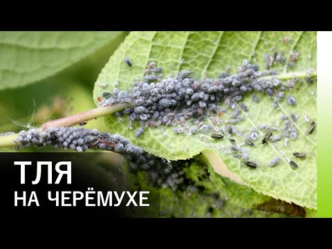 Черёмухово-злаковая тля – вредитель черёмухи и методы борьбы с ним