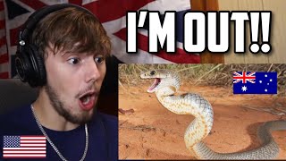 American Reacts to 50 OUTRAGEOUS Wild Animals Moments From Australia..