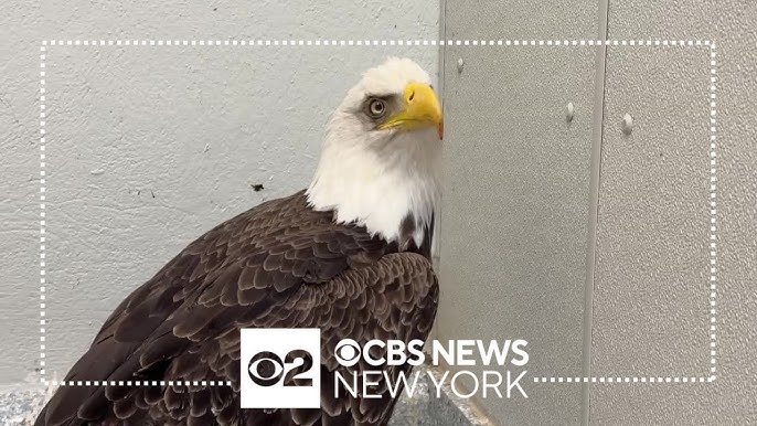 Bald Eagle Injured In Accident On Long Island Recovering At Nature Center