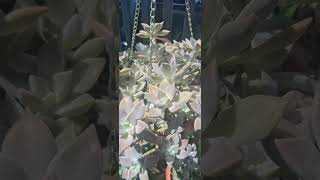 #lifeisbutadream #succulentgarden #plants #garden #succulentplants