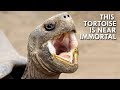 Tortoises: The Oldest Living Creatures in the World