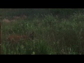 Whitetail Doe Evening Snack at Rocky Mountain Arsenal National Wildlife Refuge