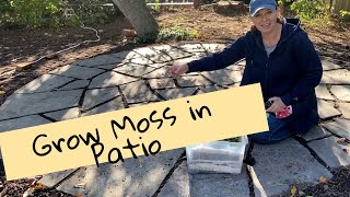 How to grow Moss in Patios