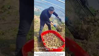 Toad Farm – Raising Amphibians for Venom and Pest Control 🐸🏞️