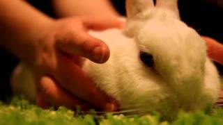 Download Lagu Purring Bunny MP3 Download Lagu Purring Bunny MP3