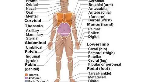 A&P I  chapter 1 orientation