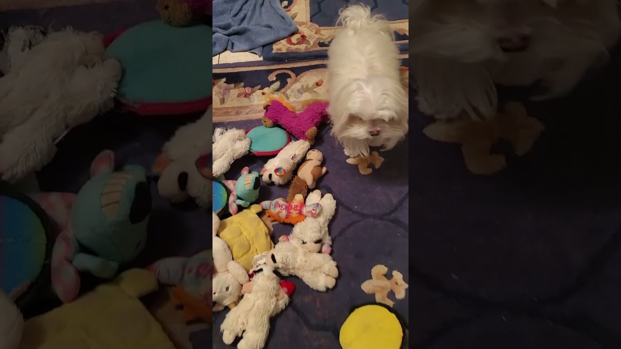 Maltese Puppy Loves His Toys 