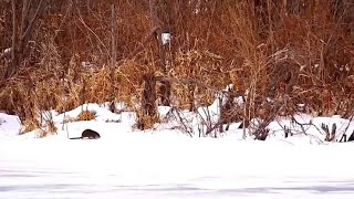 Mississippi River Flyway. Muskrat running around in the snow - explore.org 12-28-2022