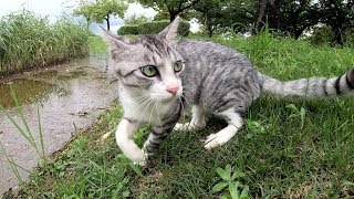 【豪雨】サバシロ猫が水が溢れそうな池を見て驚く