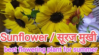 Sunflower/ सूरज मुखी/ best flowering plant for summer