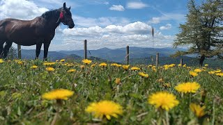 г.Рокита🏞️ безмежні краєвиди Карпат 🐑 отара овець 🐏🐎 сезон полонин 2024р. розпочато🏕️