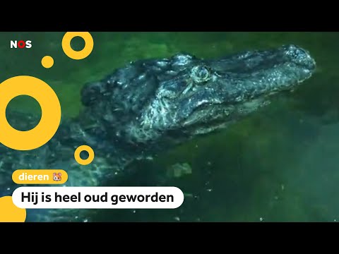 'Alligator van Hitler' is doodgegaan