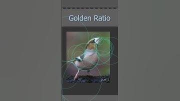 😍Golden Ratio Logo