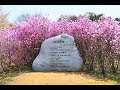 진달래꽃 4월 7일 2014년 노래 진달래꽃 김동명 진달래꽃 4월 7일 2014년 노래 진달래꽃 김동명