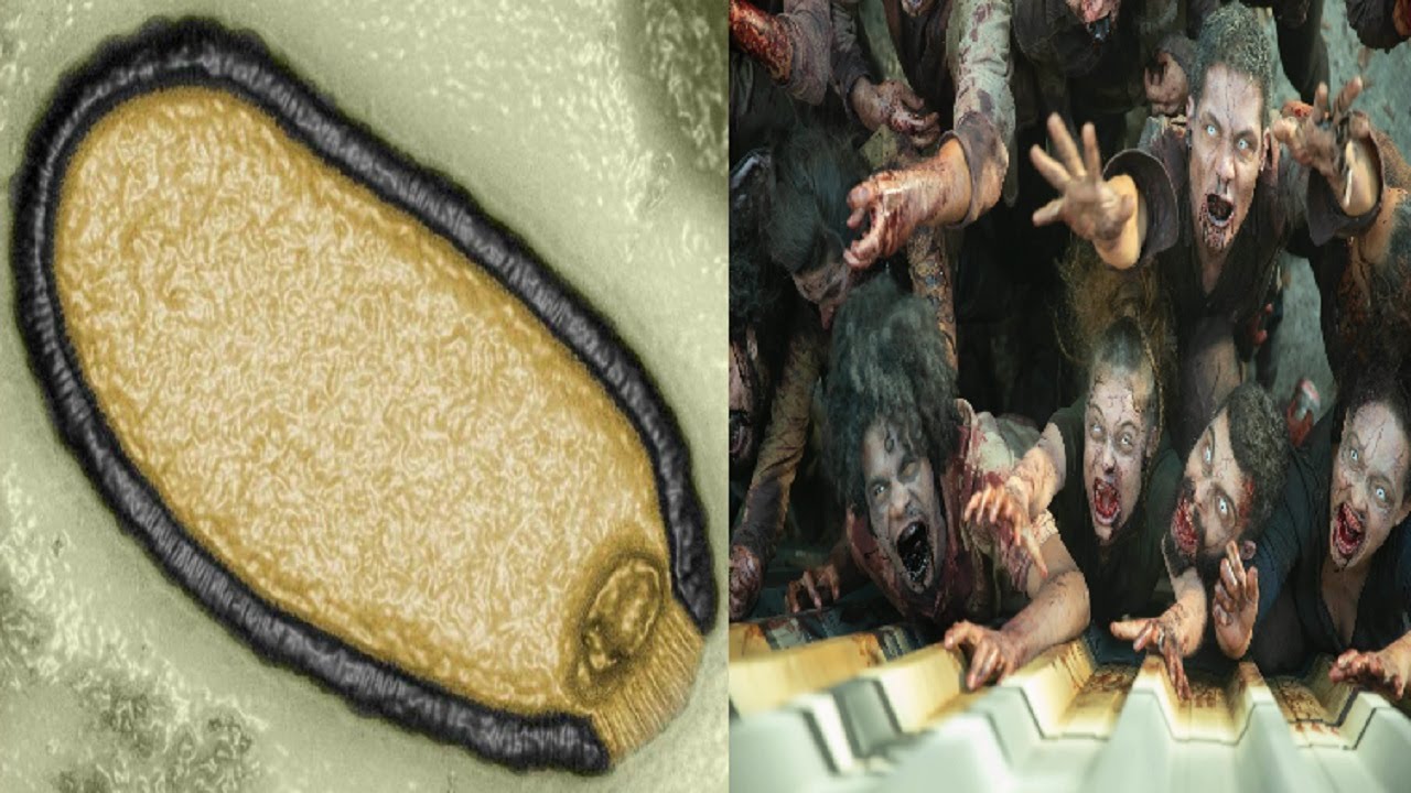 Scientists have revived a zombie virus that spent 48,500 years frozen
