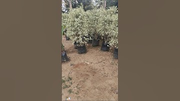 How To Choose The Perfect Garden Tree