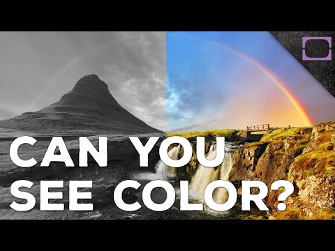 How Do We See Color?