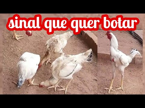 Vídeo: Como saber quando uma franga está prestes a começar a postura?