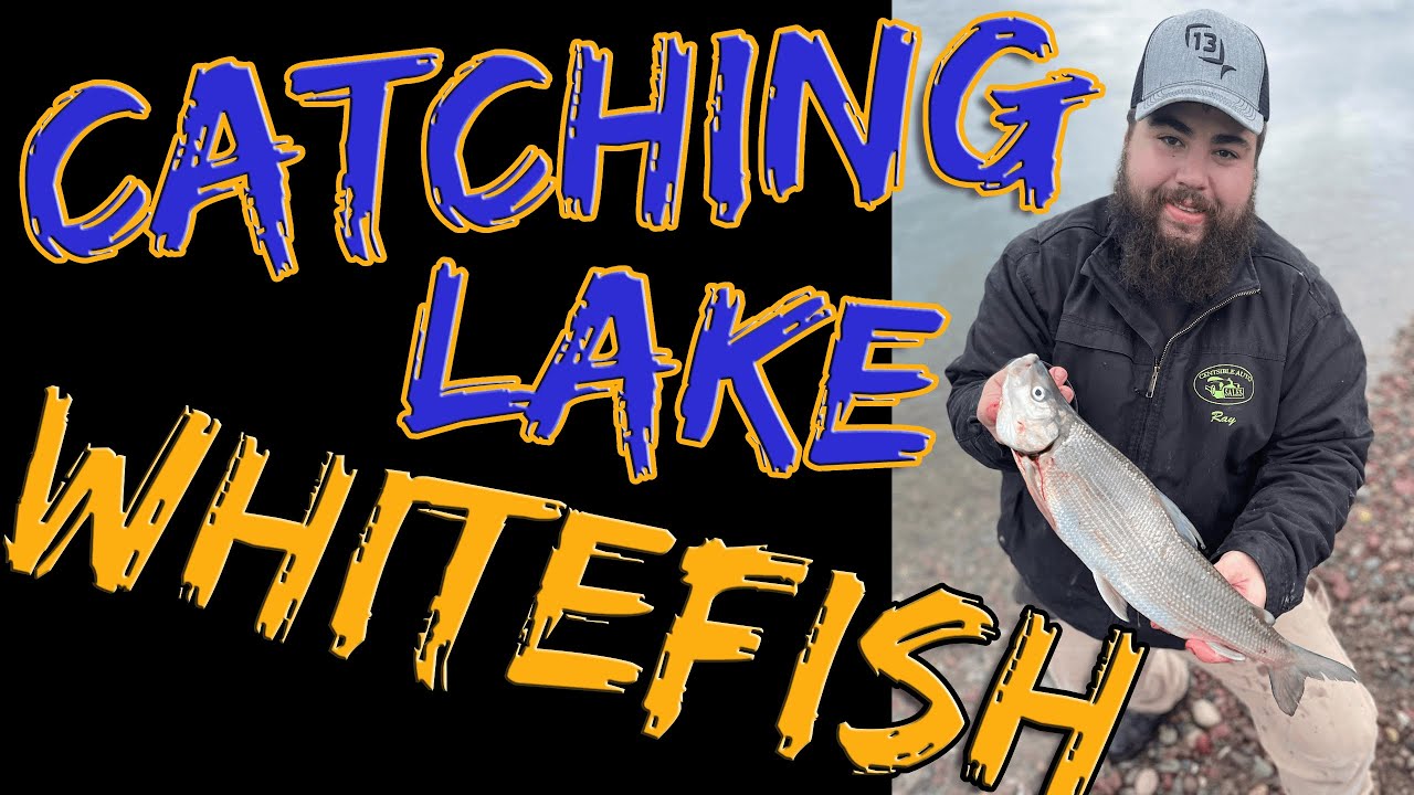 Catching Lake Whitefish! catchinglakewhitefish YouTube
