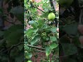 My apple Garden