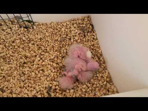 Pyrrhuras Rupicola y sus bebés- Black Cap conure and her babies 😃😃😃😃😃