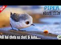 Piper short film | Dil hai chota sa choti si asha | bird video | Deepak Ber