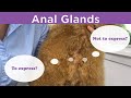 Anal glands - To express? or Not to express?