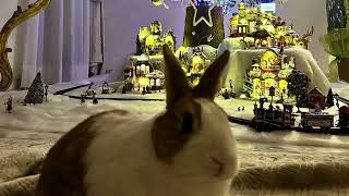 Nuvoletta is coming to town!~#christmas~#rabbit