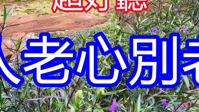 天呀！ 太好聽了！ 王愛華《人老心别老》上線大火，唱出人生的真諦 ，千萬人的心聲！唱的撕心裂肺，聽得痛哭流涕！ 西雙版納風景！ 傷感情歌！ 療癒情歌！