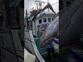 Sea Giants Harvest: Witness the Capture of a 400KG Bluefin Tuna and Hundreds More