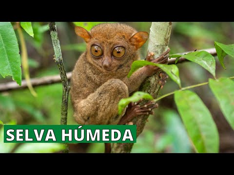 Vídeo: Per què hi ha diferents capes en una selva tropical?