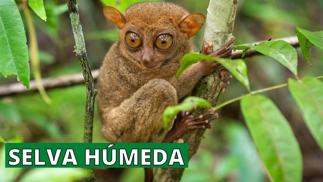 La Selva HÚmeda Flora Fauna Clima Localización Características🐒