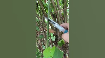 Kéo cắt tỉa cành cây TOTAL THT0109 | Thinksafe