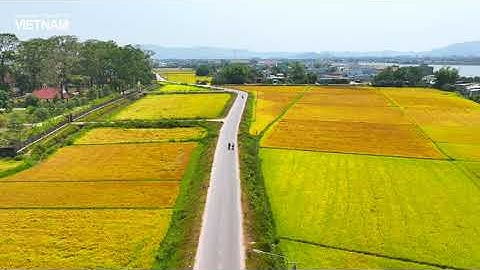 Vẻ đẹp bình yên mùa lúa chín làng quê Việt Nam // Flycam 4K
