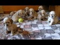 American cocker spaniel puppies の動画、YouTube動画。