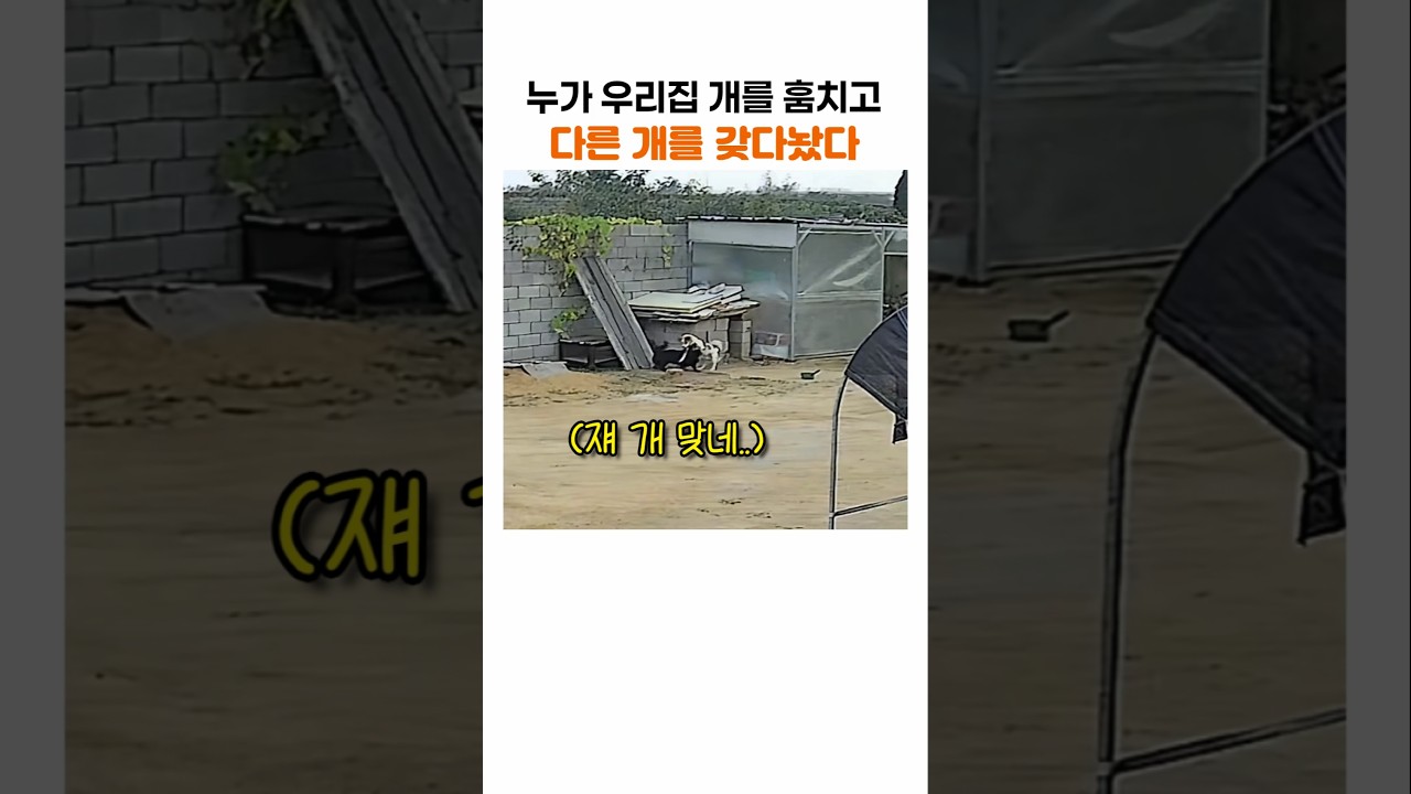 키우던 개가 없어지고 모르는 개가 묶여 있었던 이유