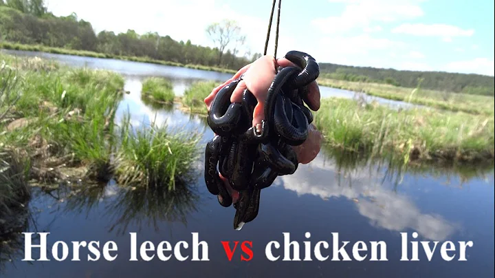 Horse leech vs chicken liver - Pijawka koska (Haem...