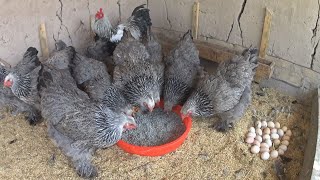 A simple way to get more eggs from chickens