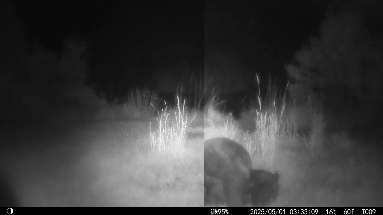 Two bear cubs playing