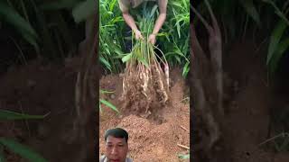 Harvesting Fresh Arrowroot #farming #satisfying #agriculture #nature #garden #vegetables