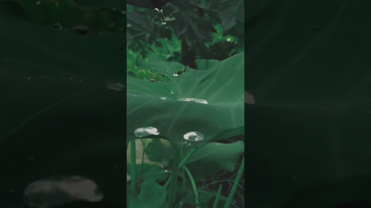 АСМР шум дождя и природы the sound of rain and nature 비와 자연의 소리 MIRO ASMR МИРО АСМР shorts