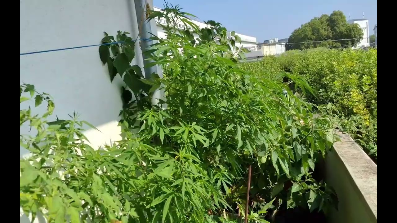 German Kali Mist summer