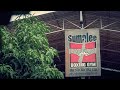 Experience Muay Thai More At Sumalee Boxing Gym In Phuket Thailand