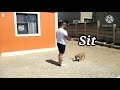 Boerboel mix with Pitbull training