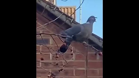 Stan Twitter: Pigeon trying to swallow an entire fruit ft Cupcakke! 🐦👅💦