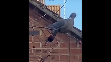 Stan Twitter: Pigeon trying to swallow an entire fruit ft Cupcakke! 🐦👅💦