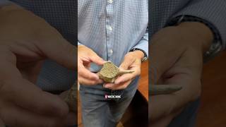 What does a paleontologist have in his collection? A dolphin vertebra with an interesting history!🐬